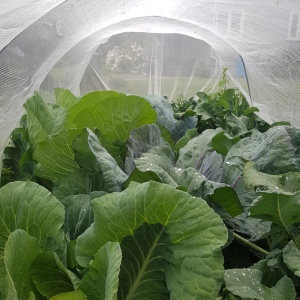 cabbages_in_cloche_2