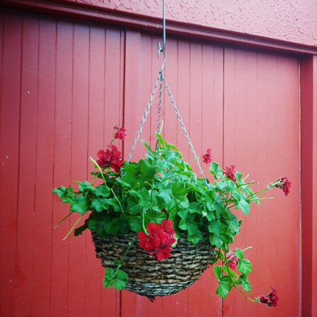skyhook_with_red_geranium_1237104359